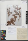 Foto von Salix variifolia Freyn & Sint.